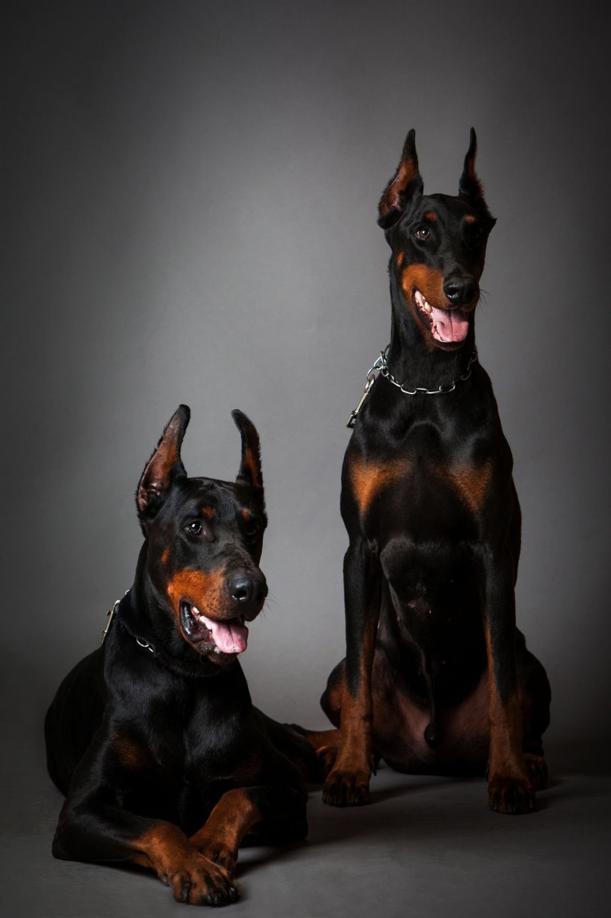 Доберман-пинчер и Доберман
