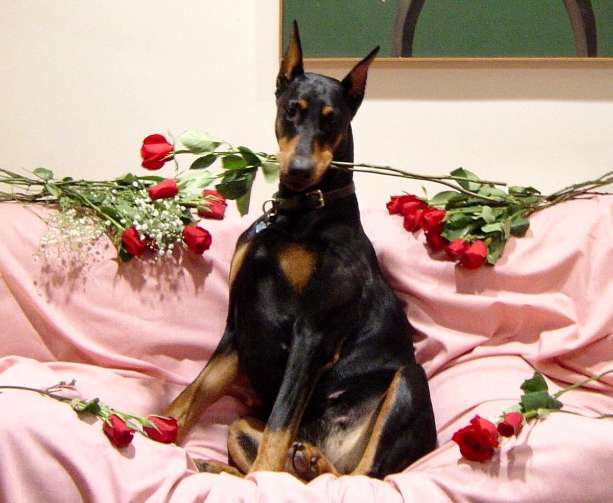 Доберман пятнистый