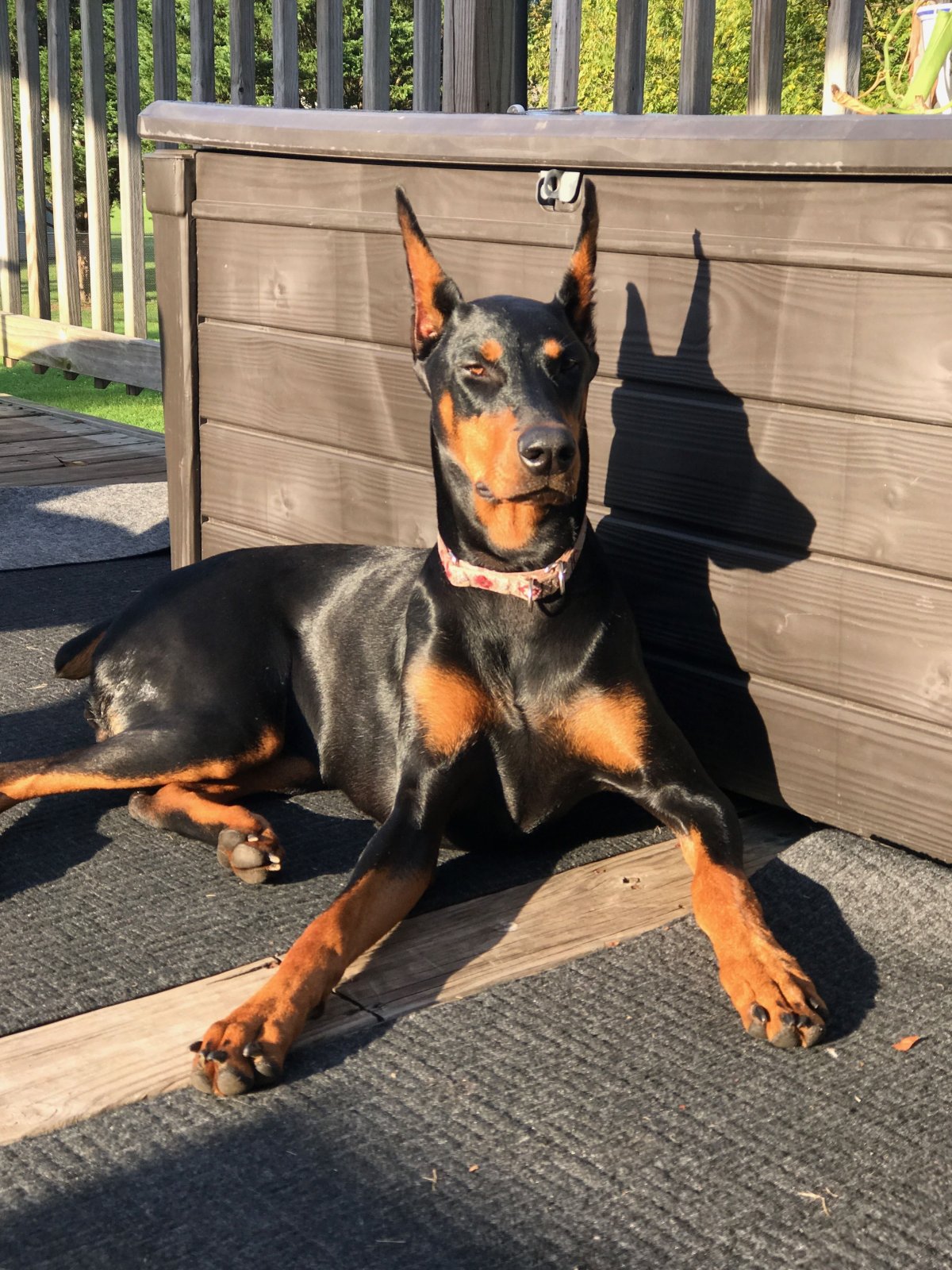 Доберман-пинчер карликовый