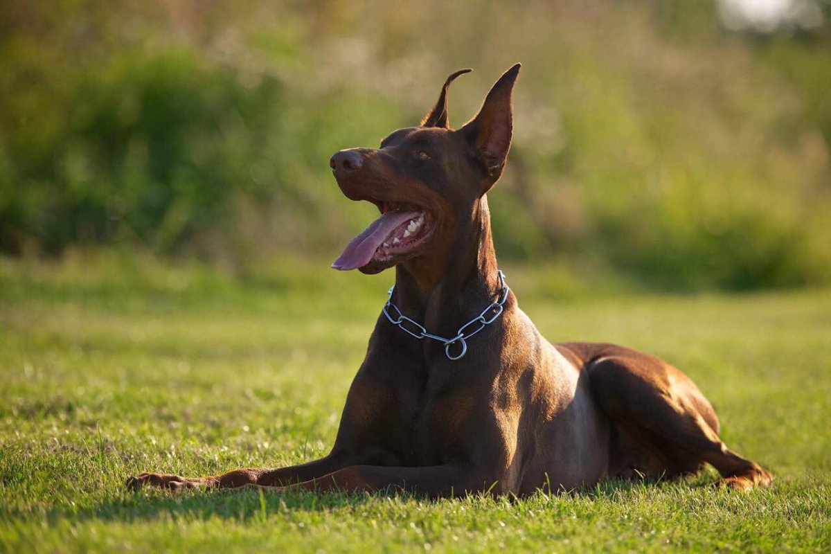 Порода Доберман