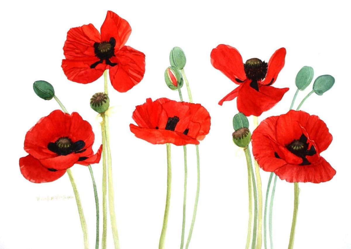 Мак на белом фоне