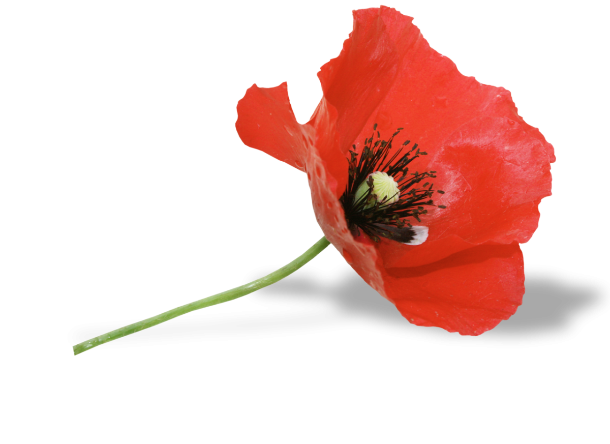 Красный Мак на белом фоне