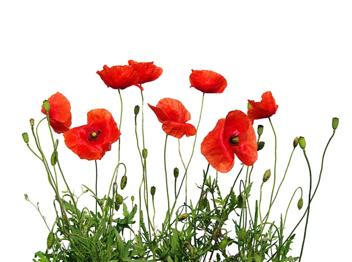 Мак на белом фоне