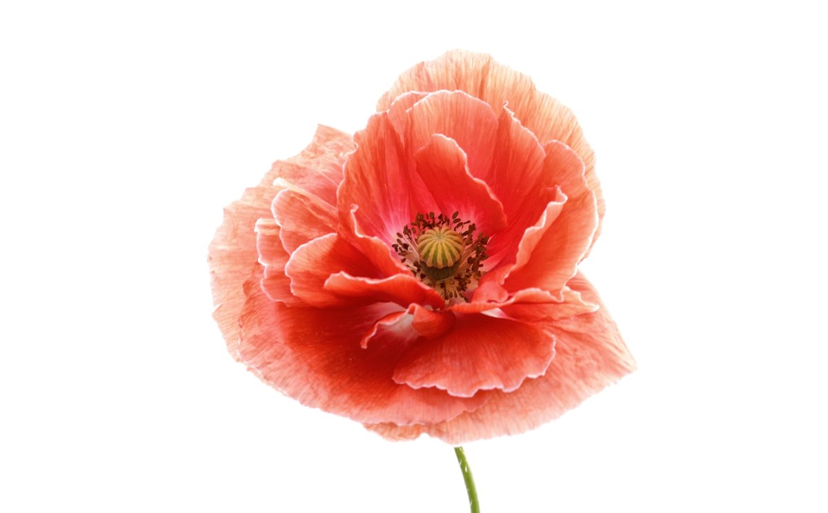 Лепестки мака