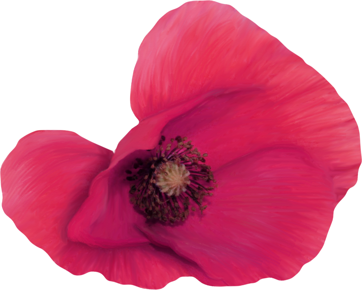 Мак на белом фоне