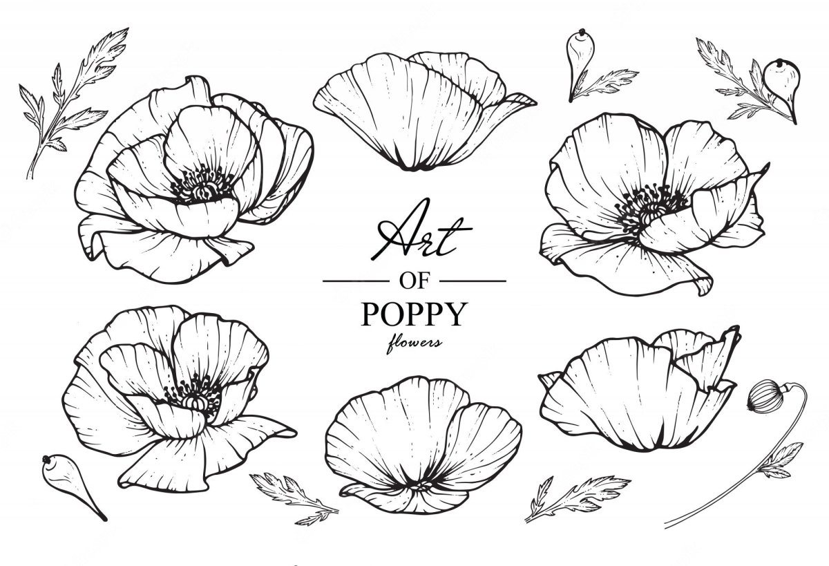 Схемы рисования цветов мака