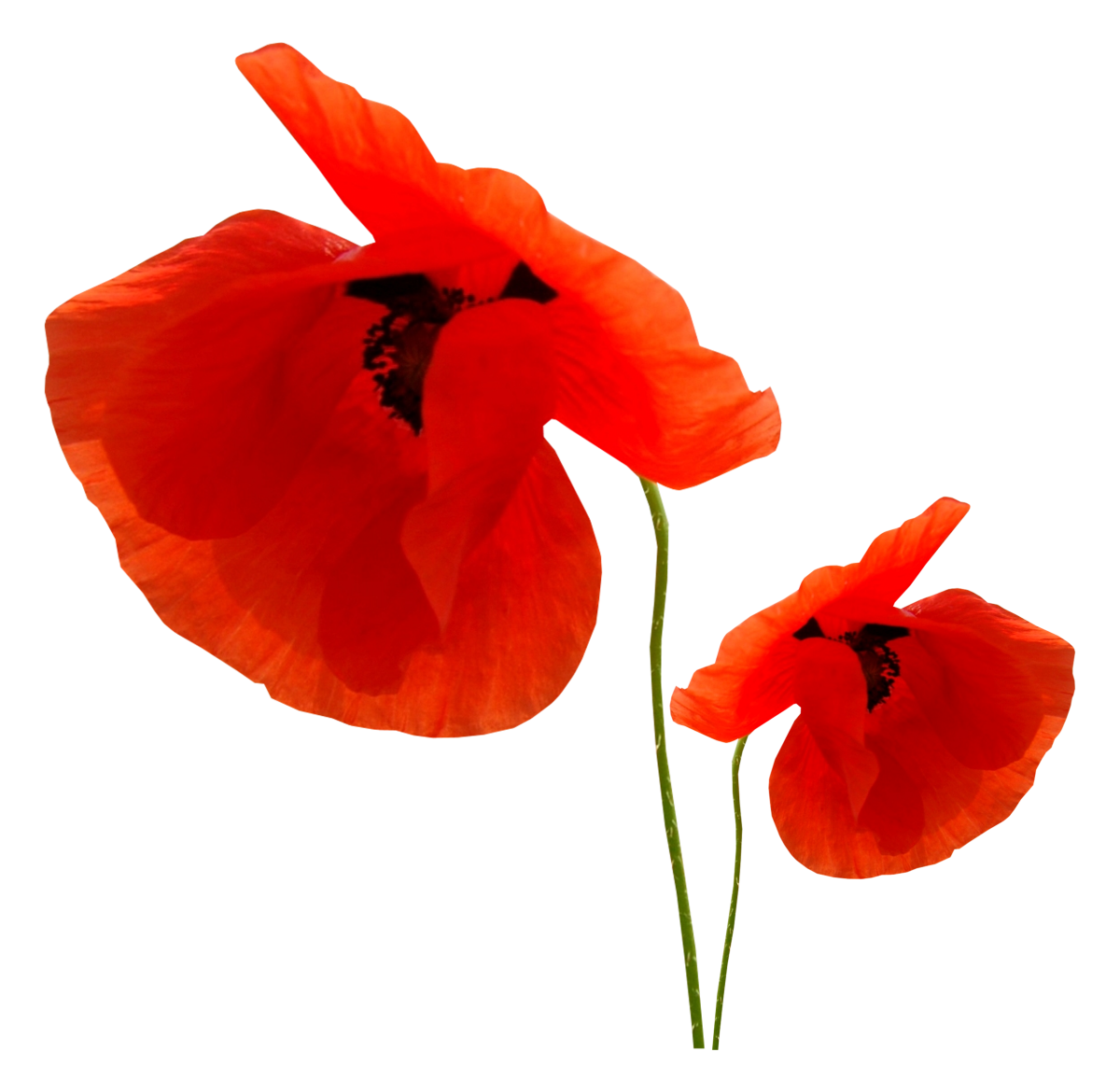 Красивый Мак на прозрачном фоне для фотошопа