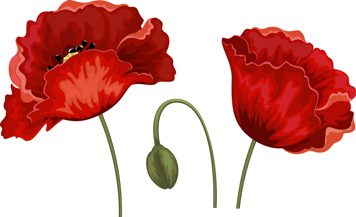 Маки вектор