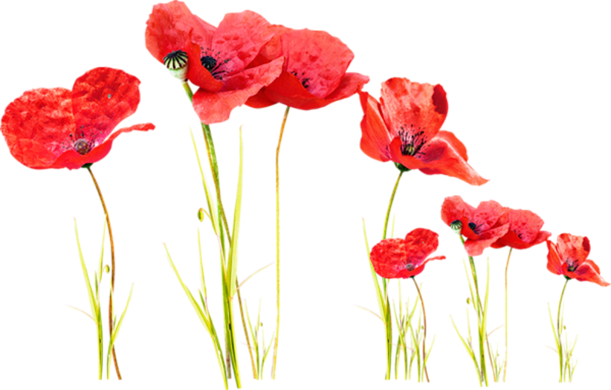 Маки на прозрачном фоне