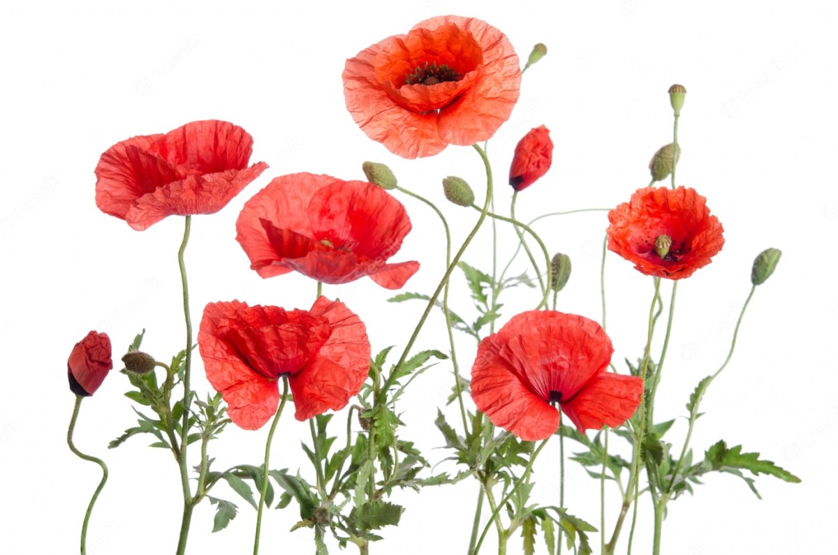 Мак изолированный на белом фоне