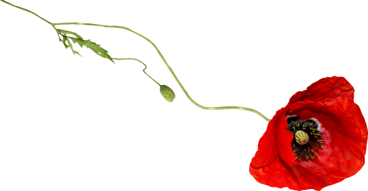 Красный Мак на прозрачном фоне