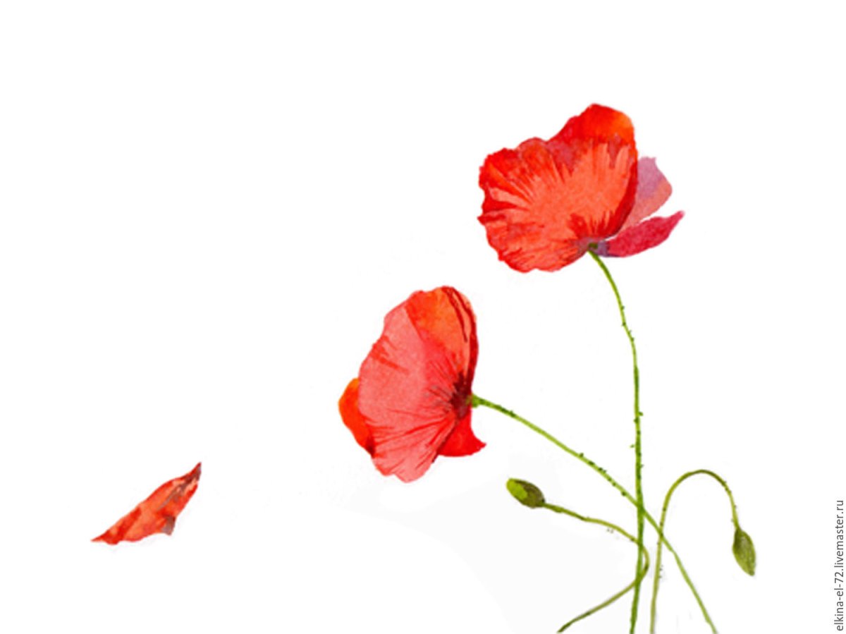 Акварельные маки на белом фоне