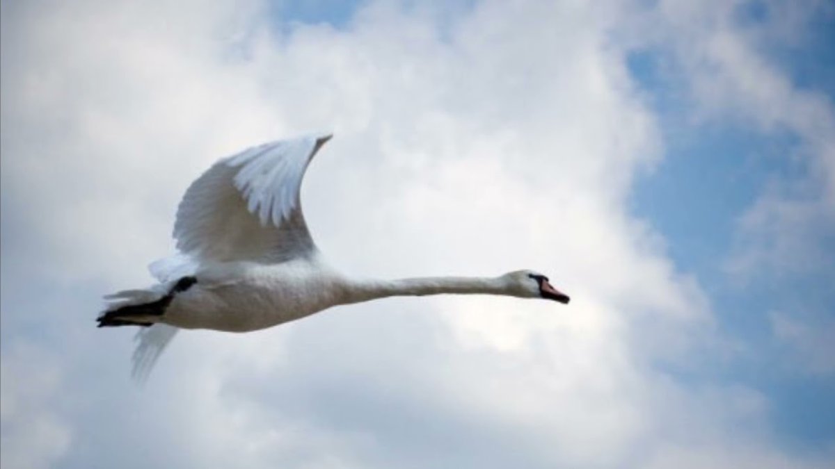Летящие лебеди в небе на памятнике