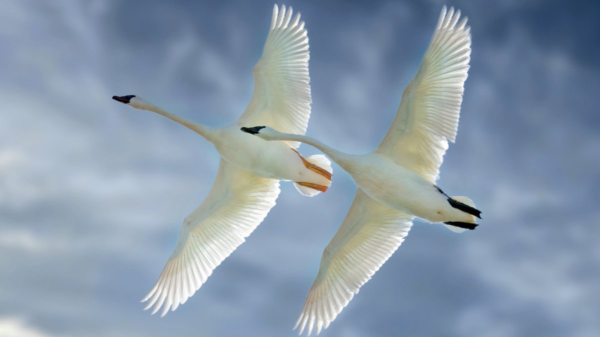 Белый лебедь в полете