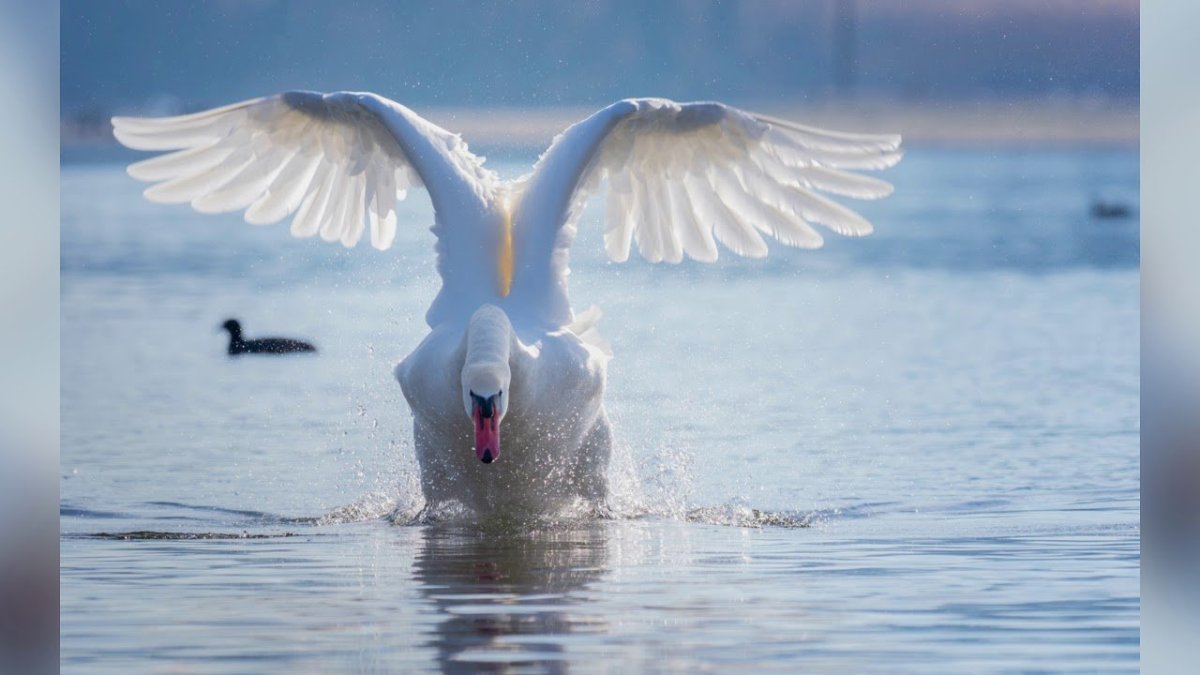 Лебедь взлетает