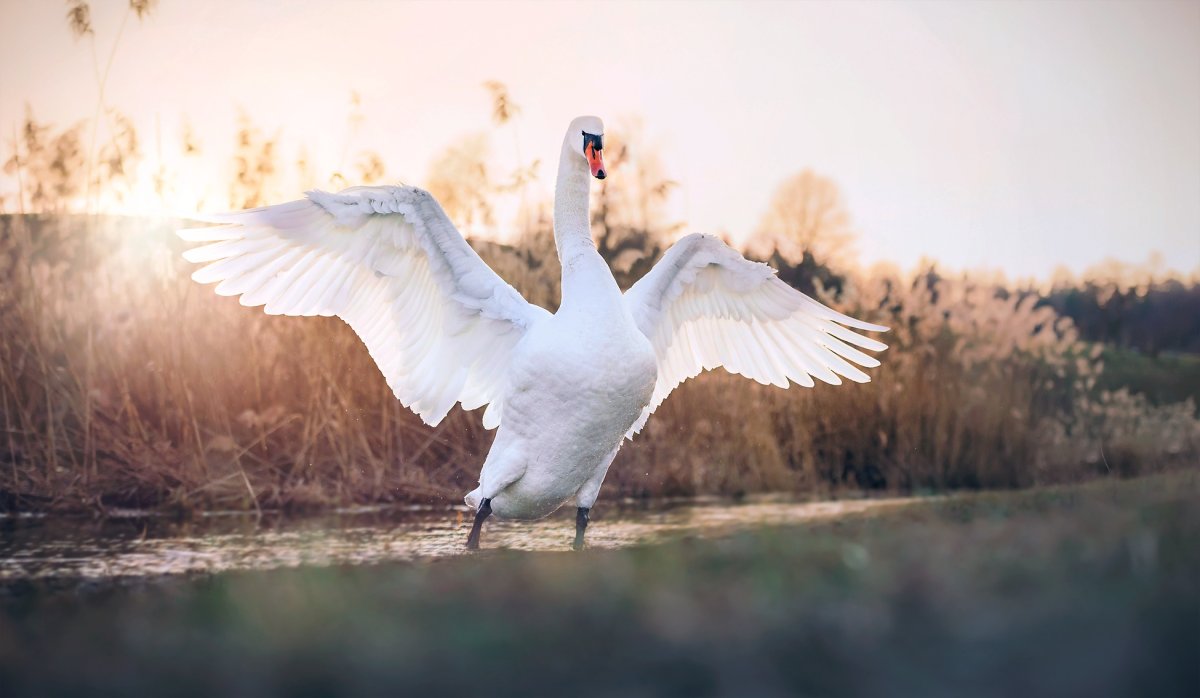Лебедь с распахнутыми крыльями