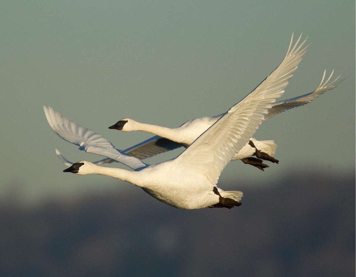 Лебеди летят