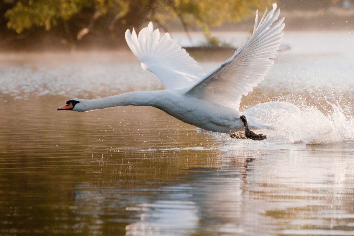 Лебедь шипун взлетает