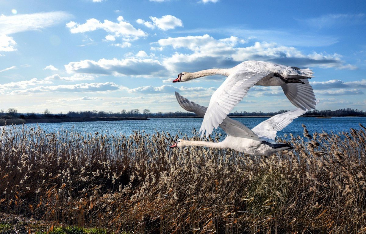 Дикий Гусь Селигер