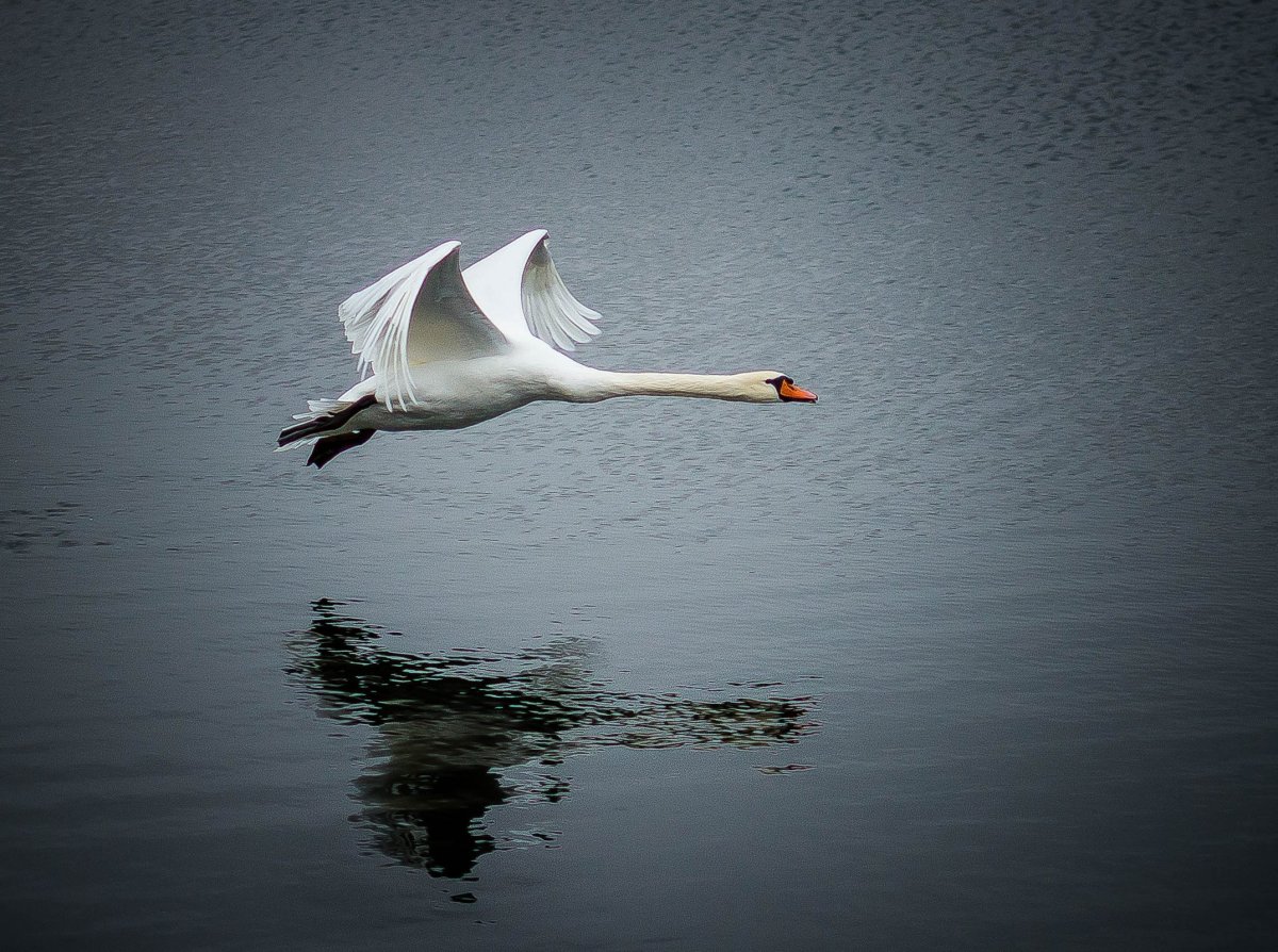 Лебеди летят