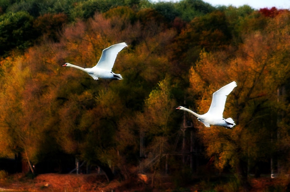 Птицы водоемов