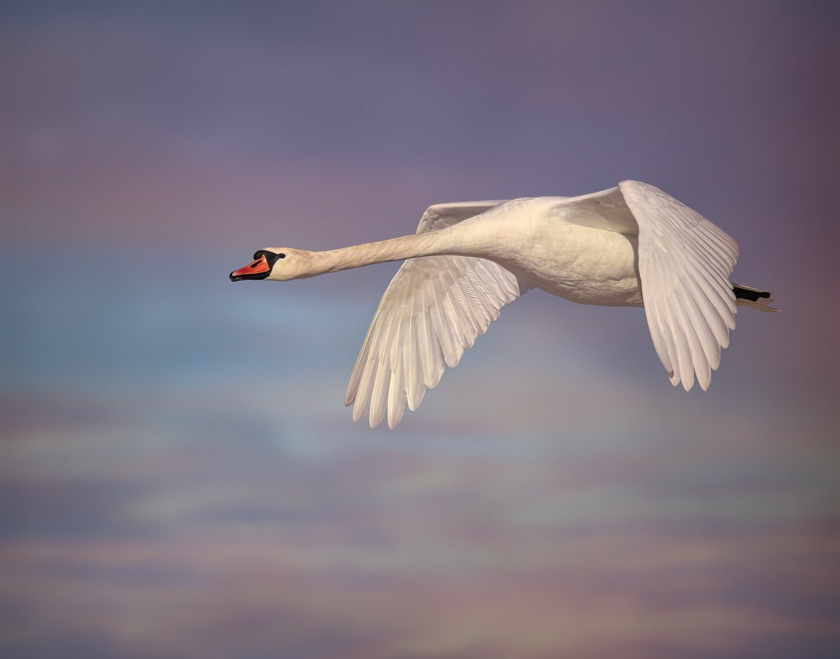 Лебедь в полете вид сверху