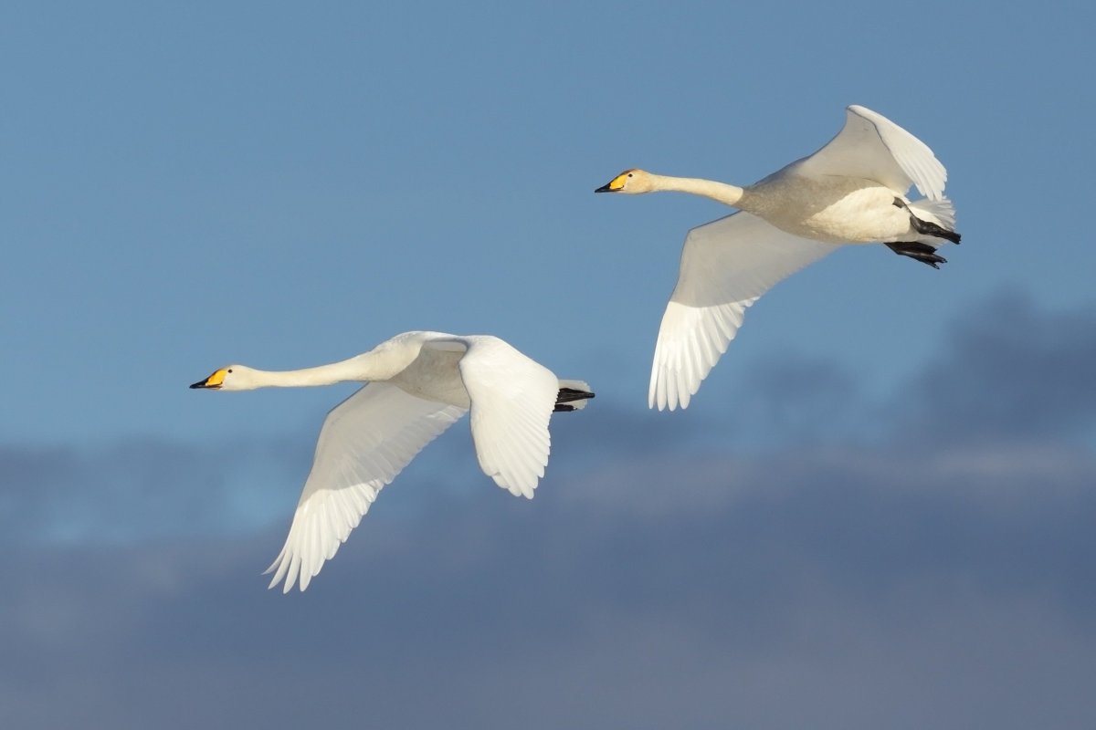 Черный лебедь в полете
