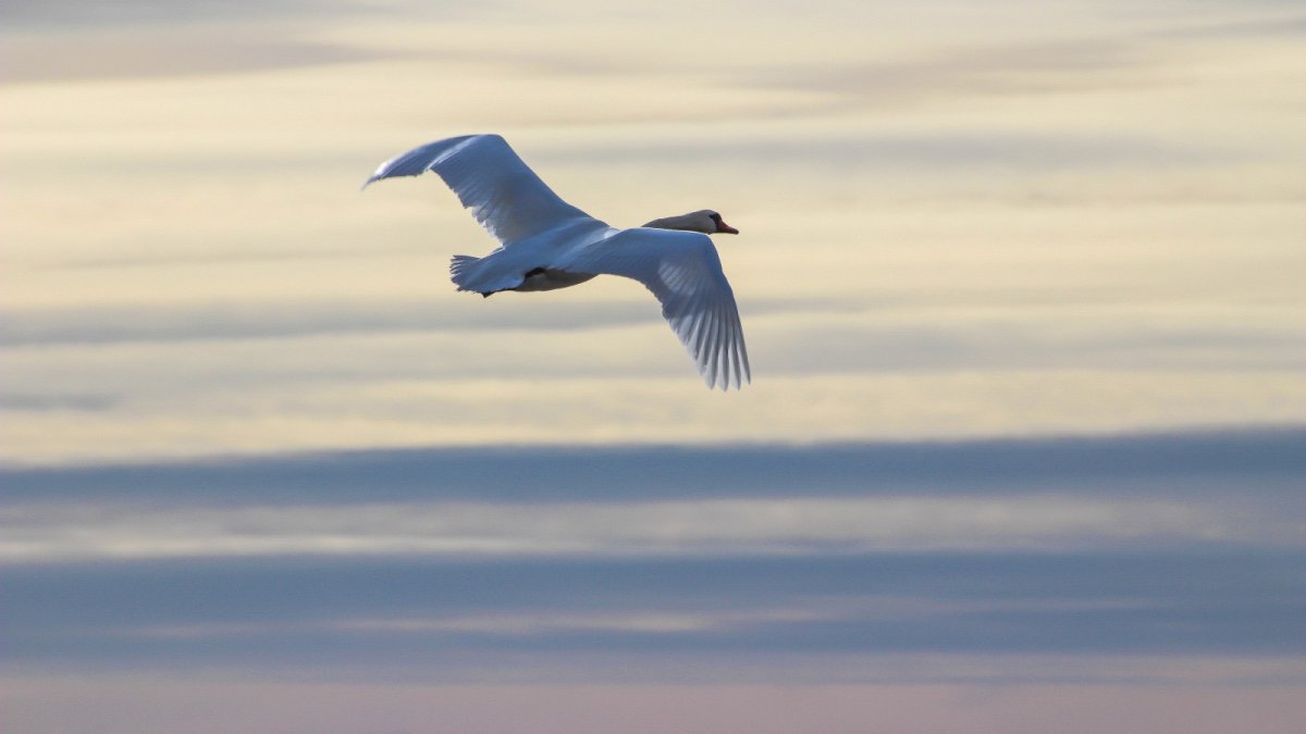 Приснились лебеди