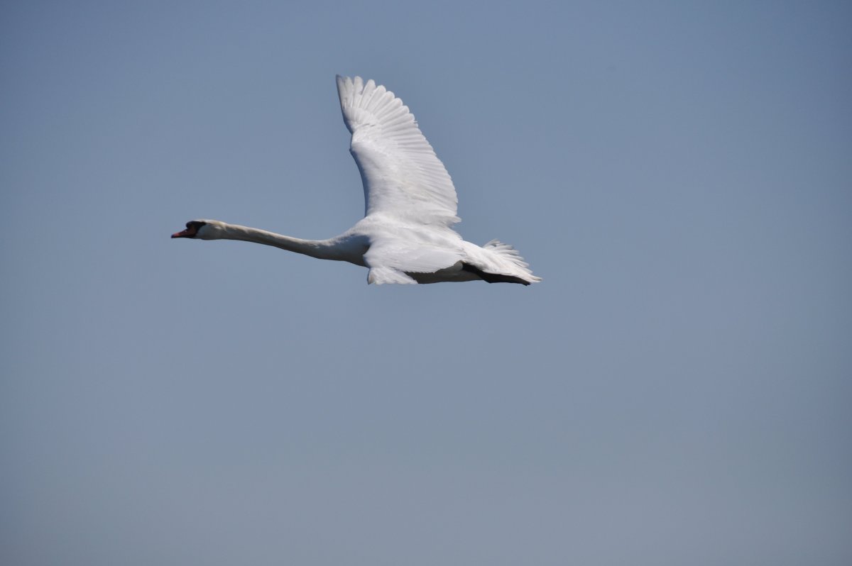 Полет лебедей