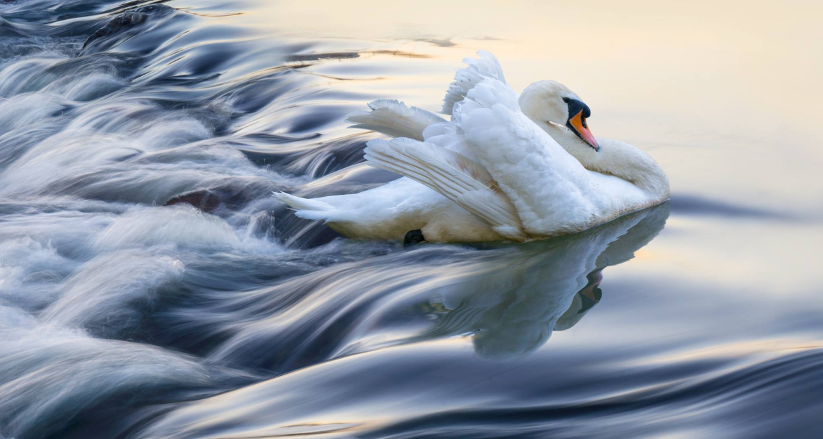 Селфи с птицей