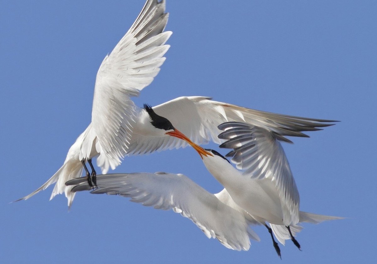 Две птицы в небе