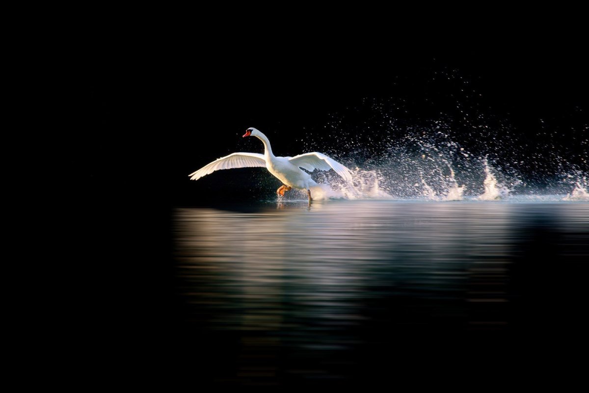 Лебедь на волнах