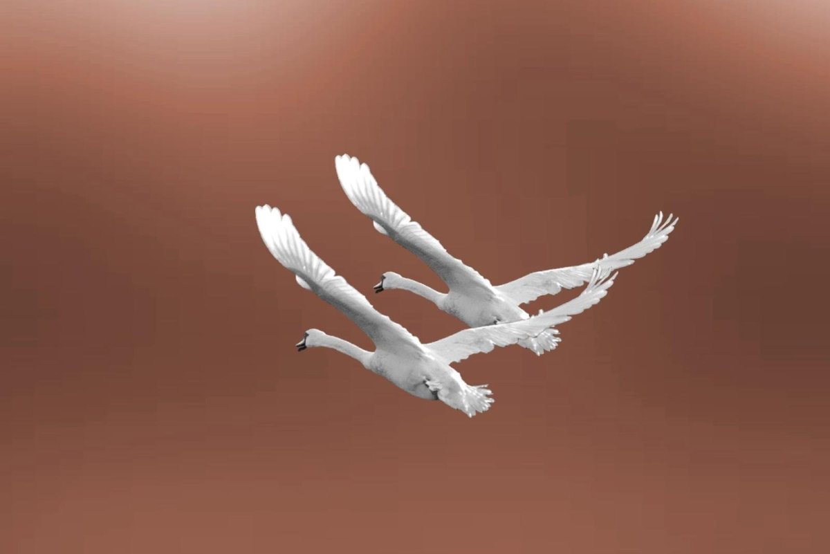 Лебедь в полете