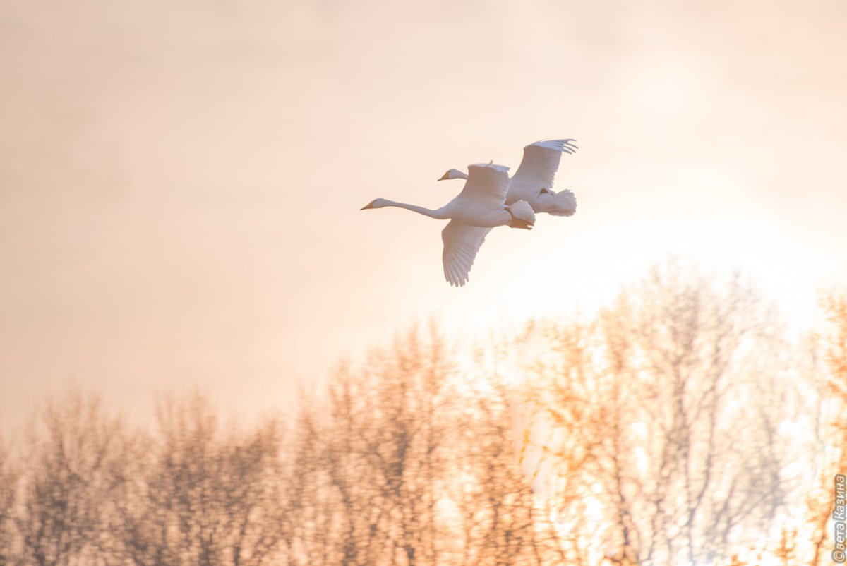 Полет лебедей
