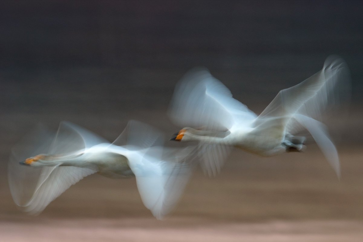 Красивые лебеди