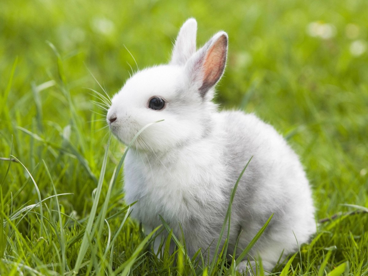 Красивый зайчик