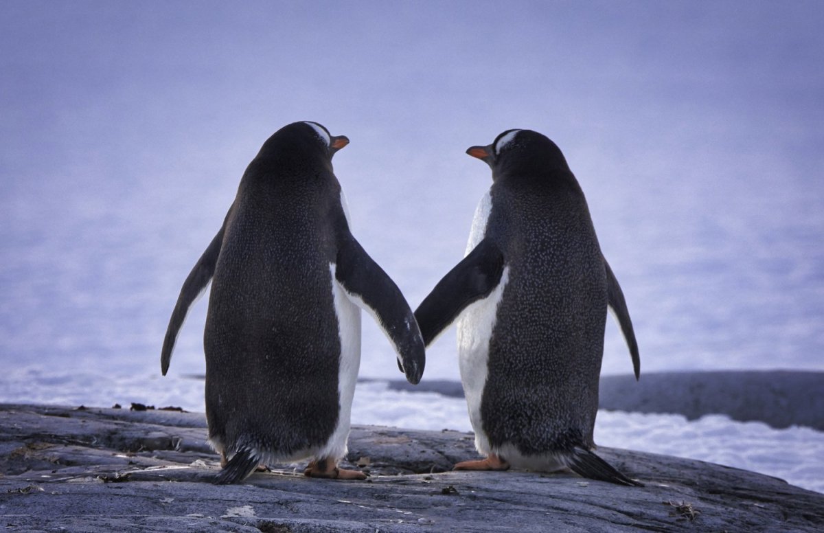 Два пингвина