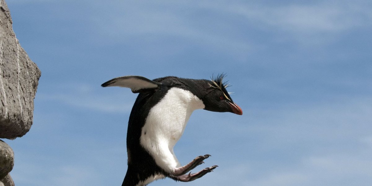 Пьяный Пингвин