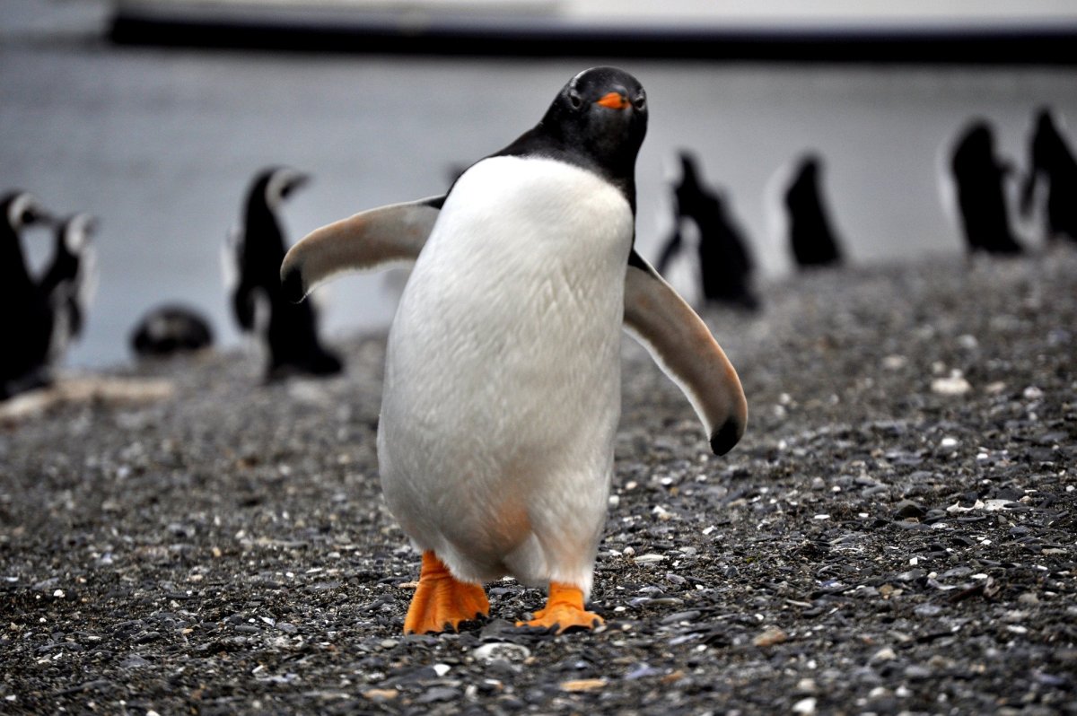 Пингвин Йонайона
