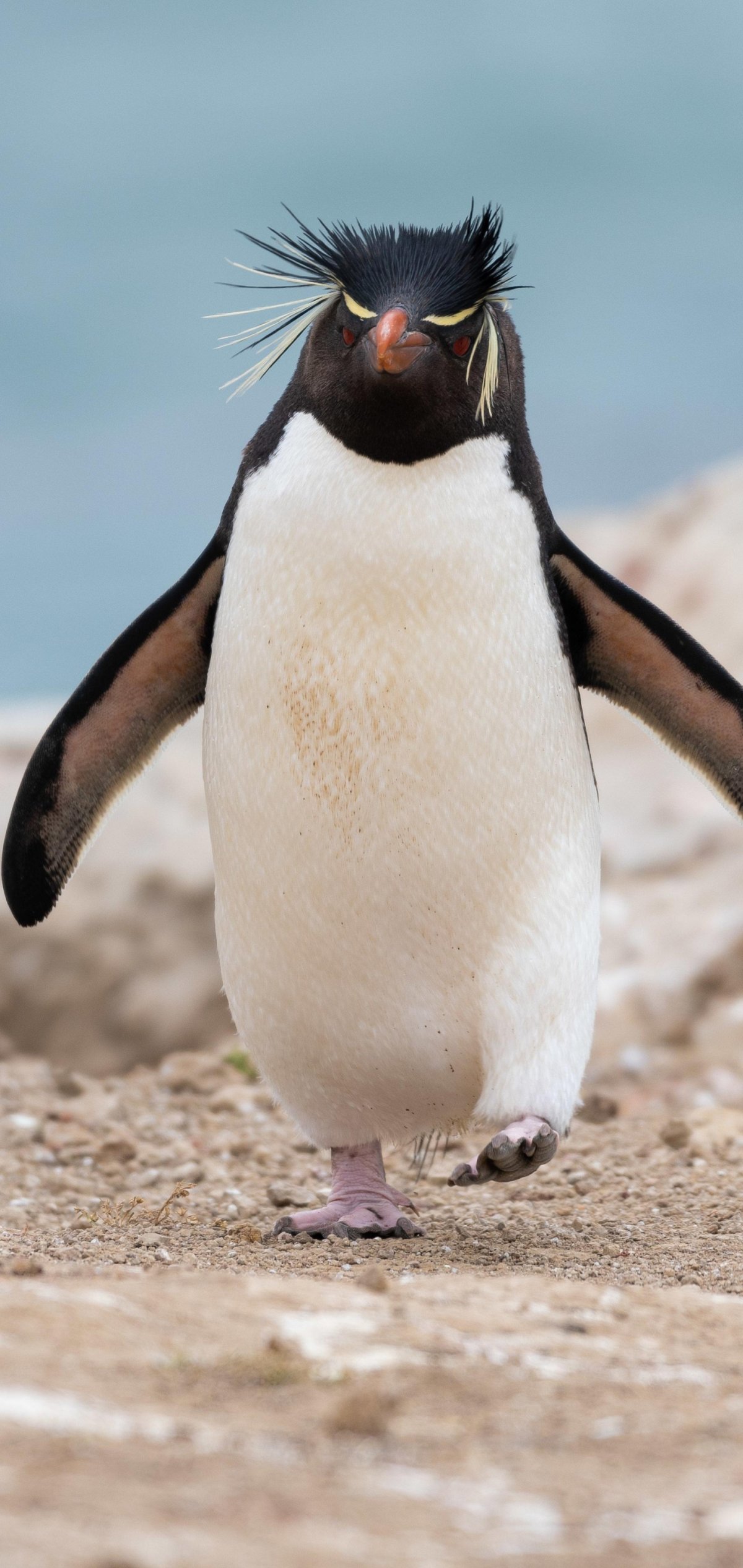 Мадагаскарский Пингвин птица