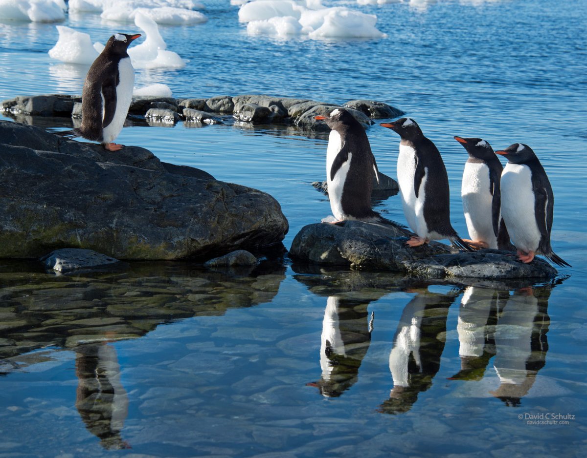 Пингвин падает
