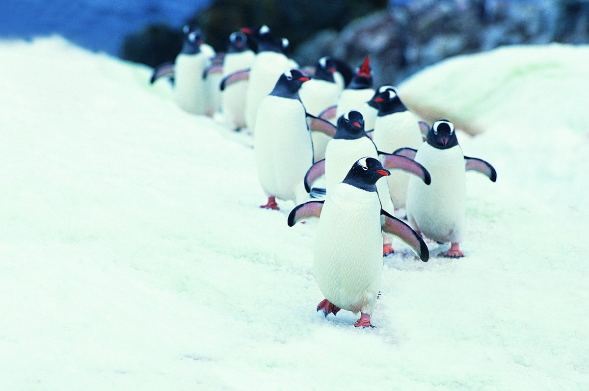 Пингвины идут