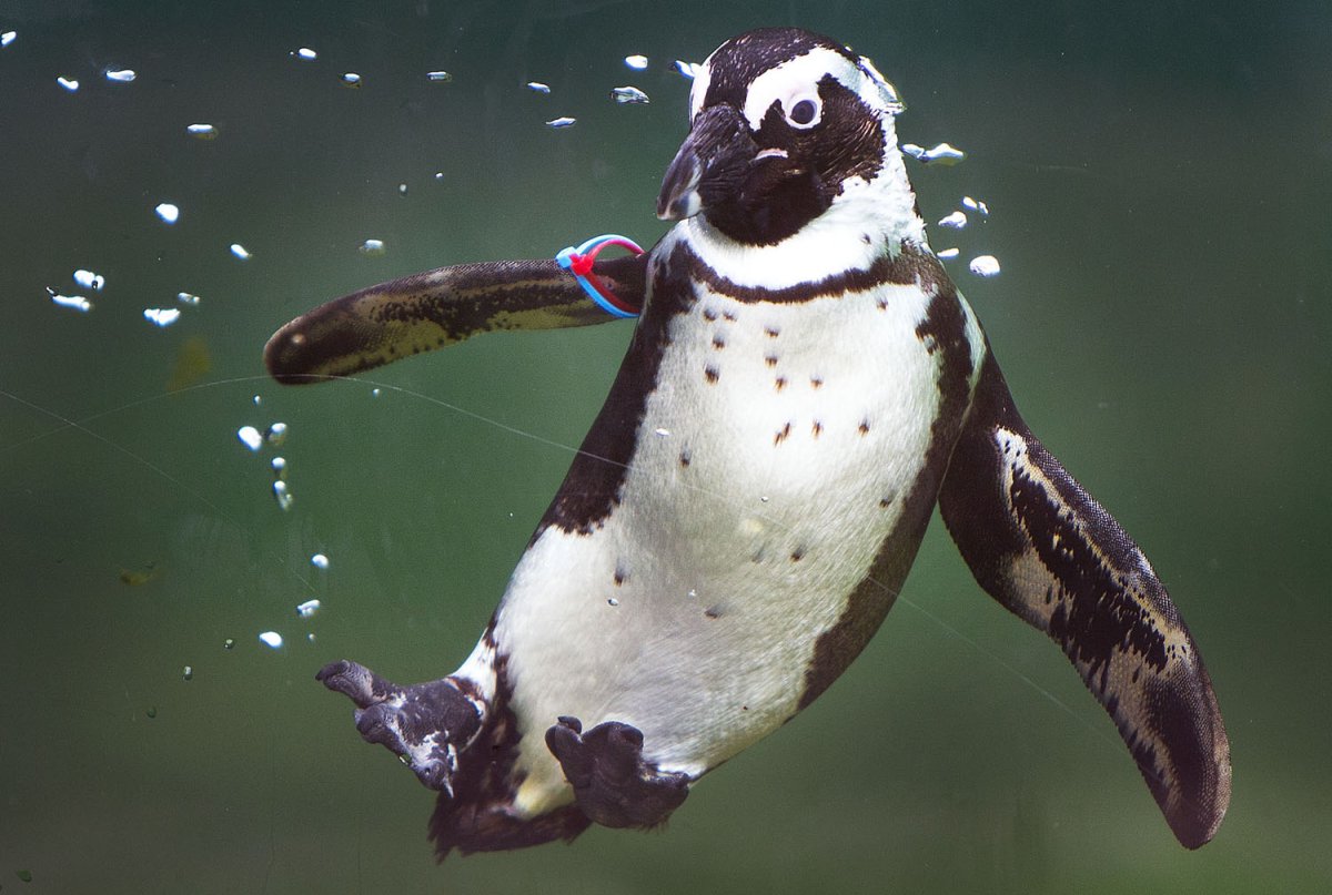 Прикольные пингвины