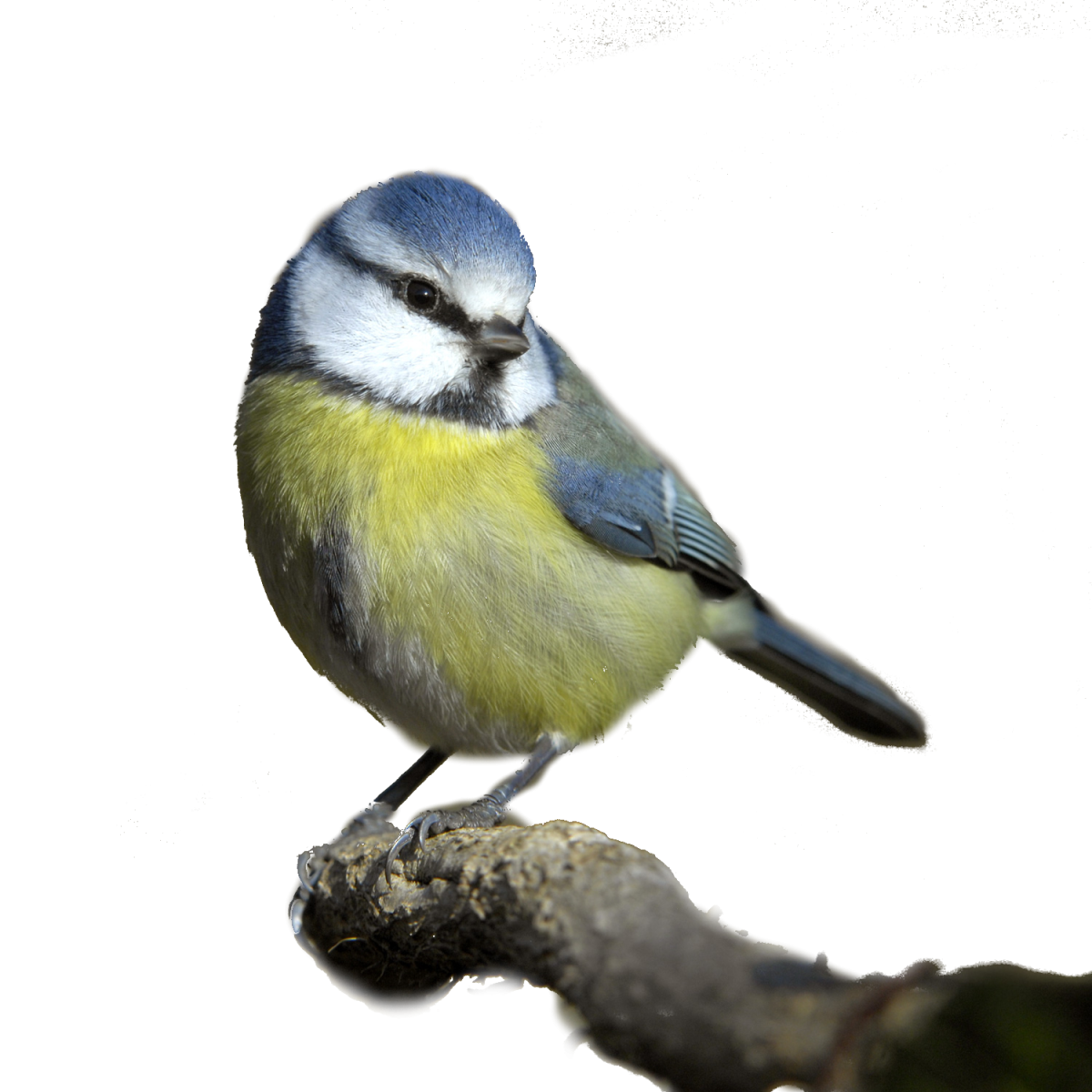 Синица мультяшный