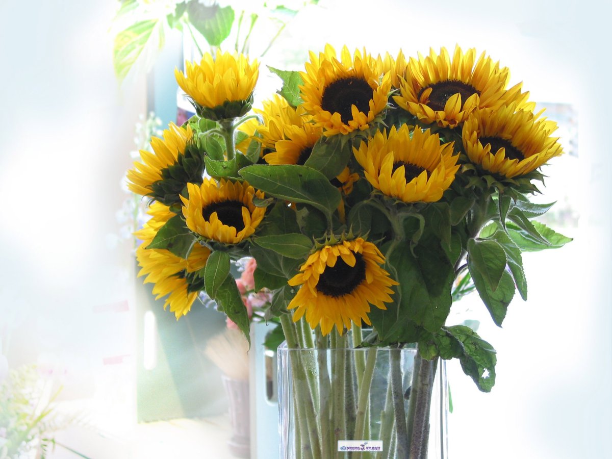 Открытки доброго ранку