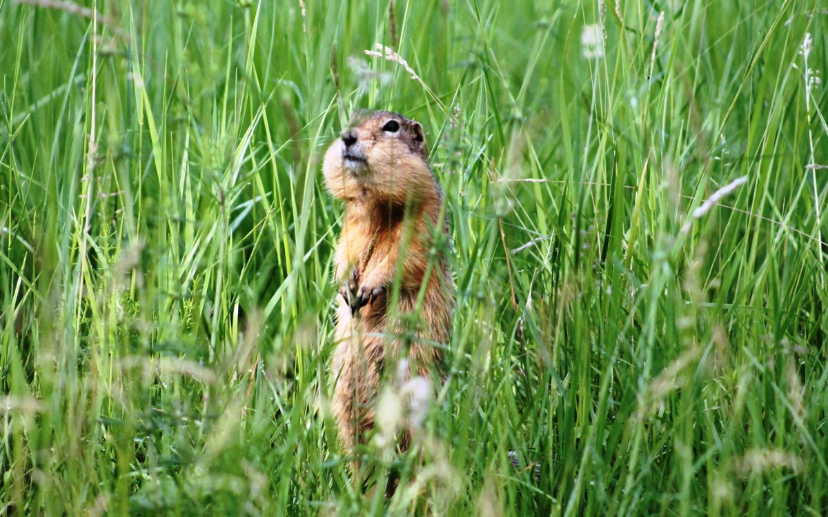 Айдахский суслик