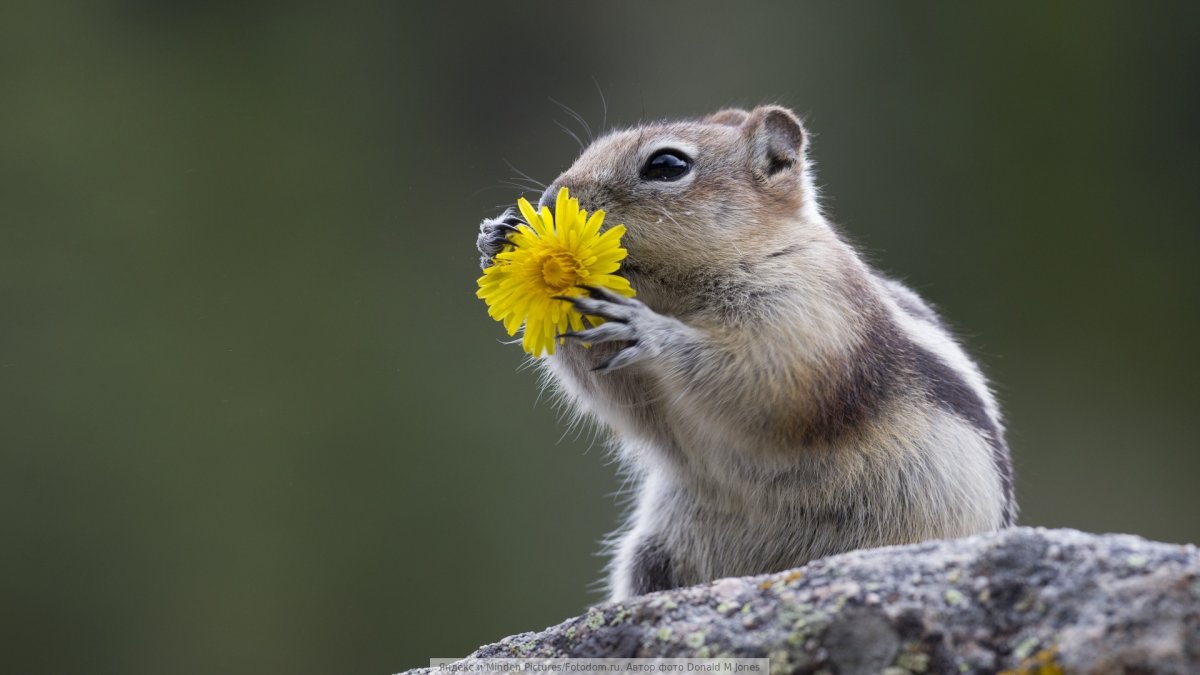 Бурундук с цветком
