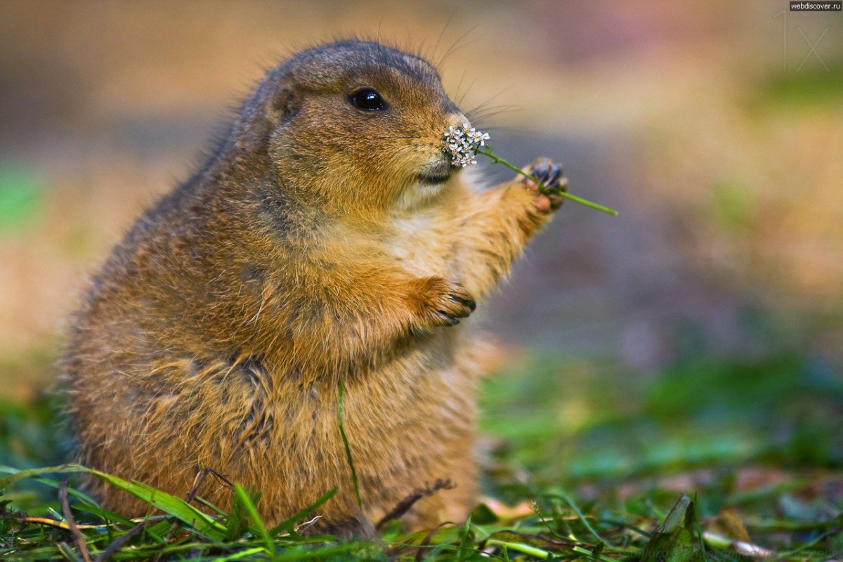 Ютасская Луговая собачка