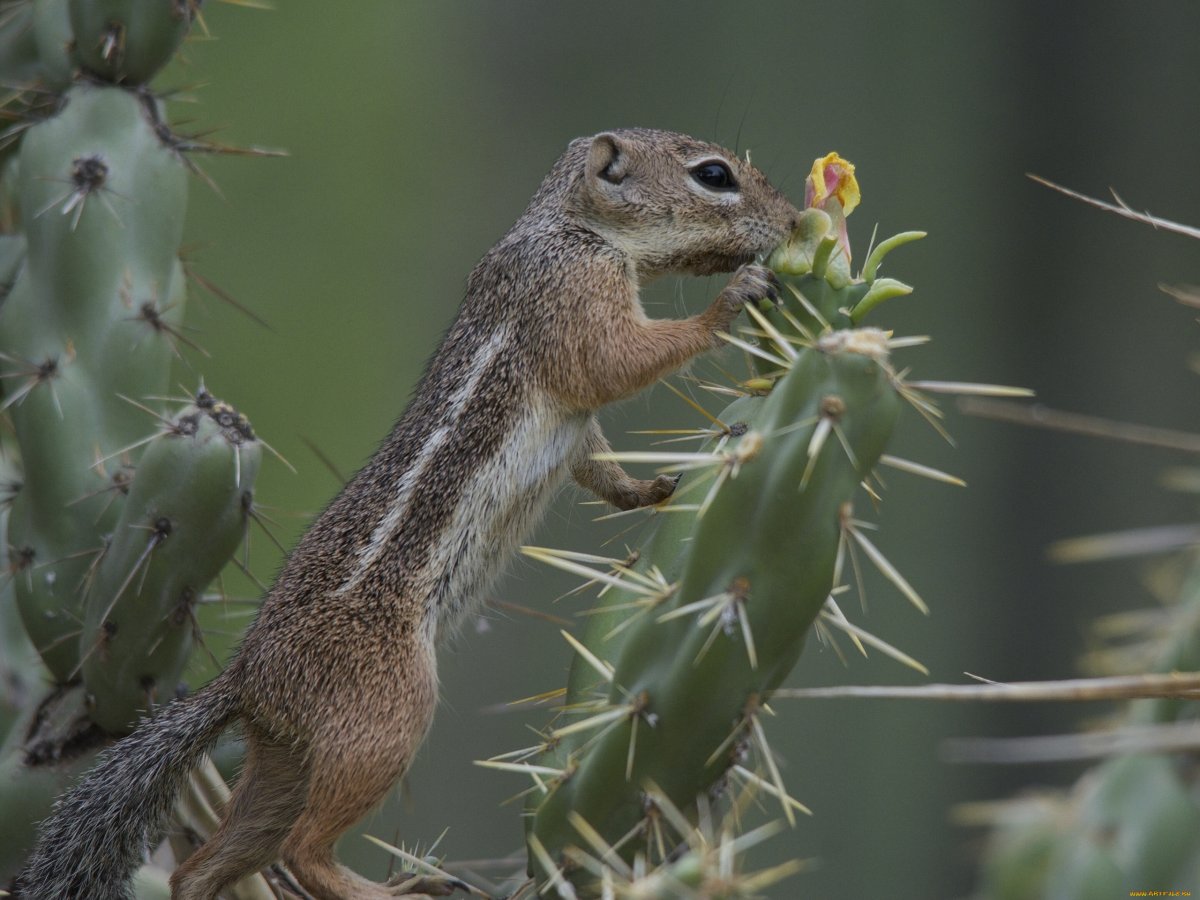 Антилоповый суслик Харриса