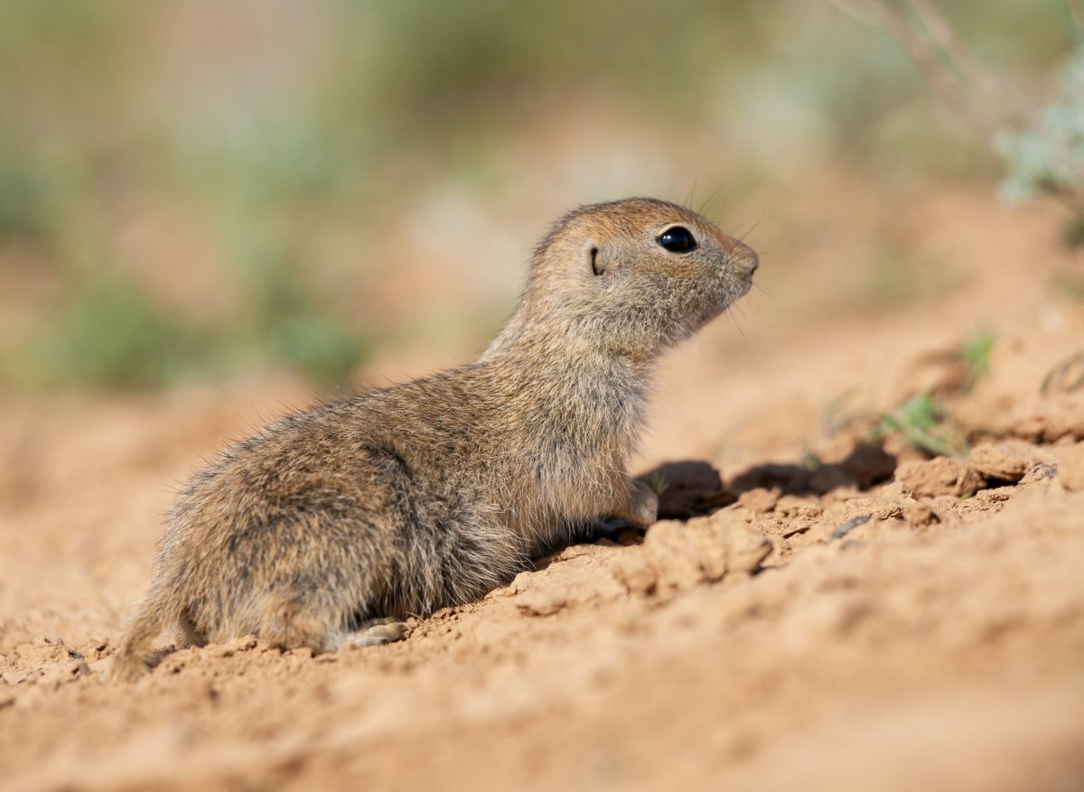 Малый суслик фото